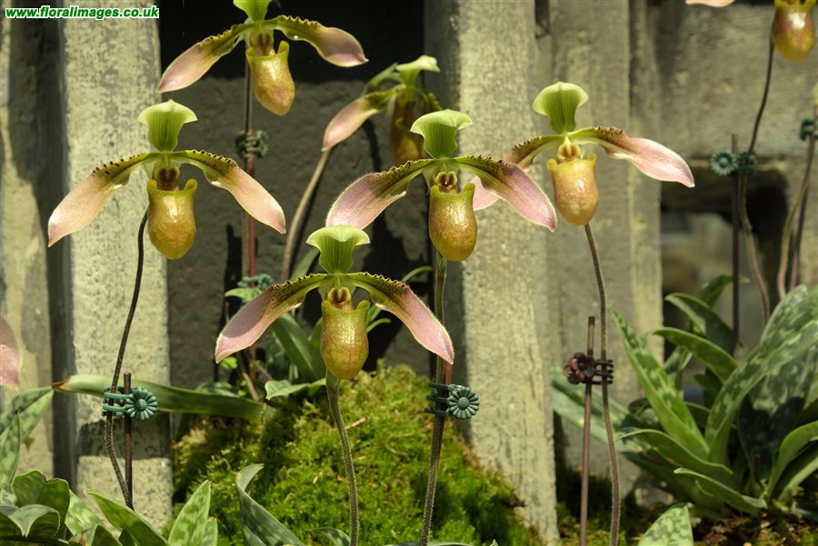 Paphiopedilum spp.