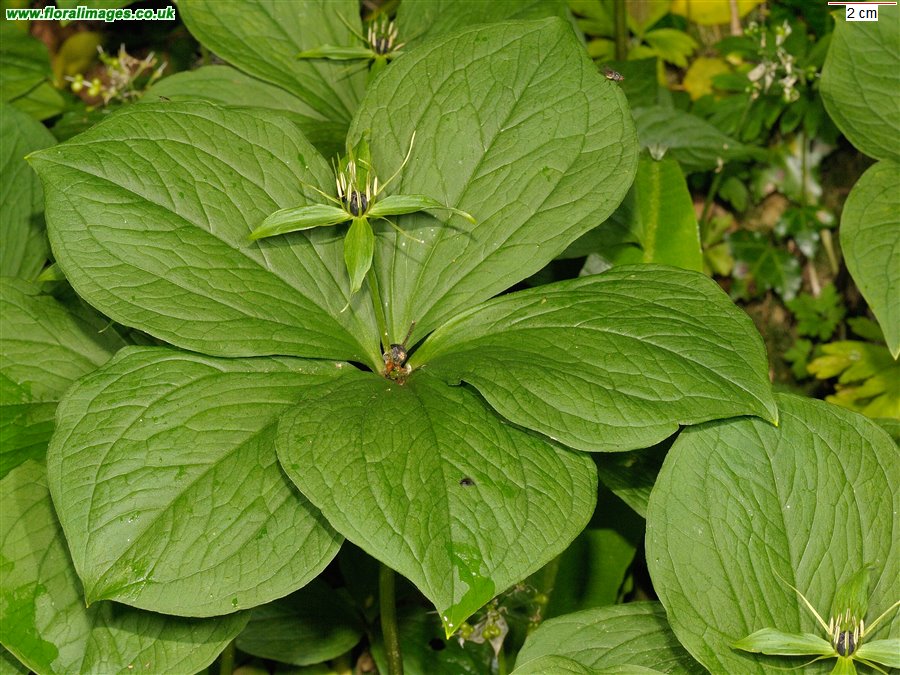 Paris quadrifolia
