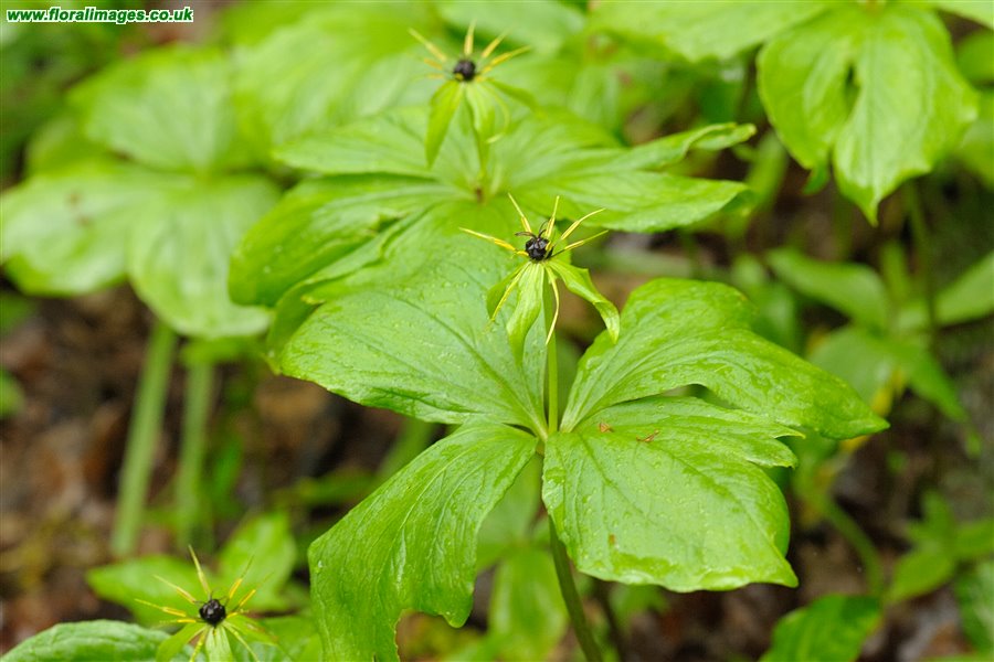 Paris quadrifolia