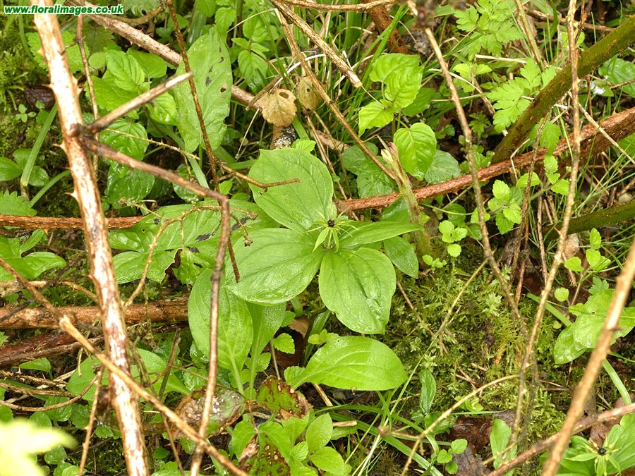 Paris quadrifolia