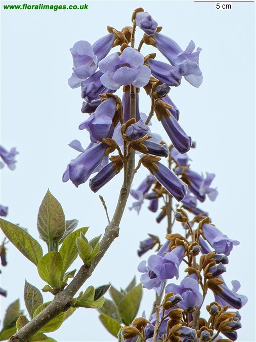 Paulownia tomentosa