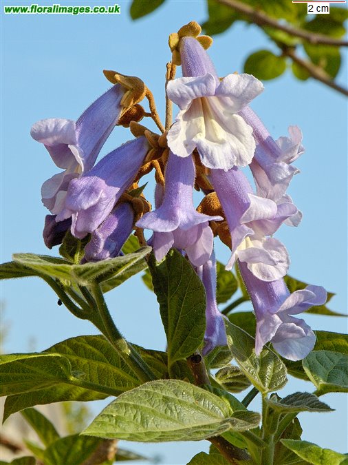 Paulownia tomentosa