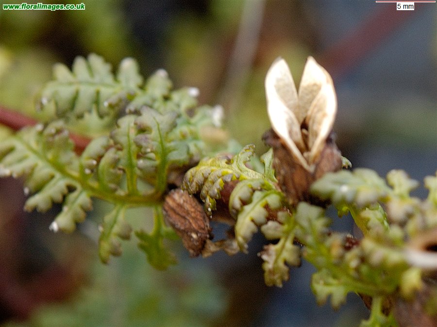 Pedicularis palustris