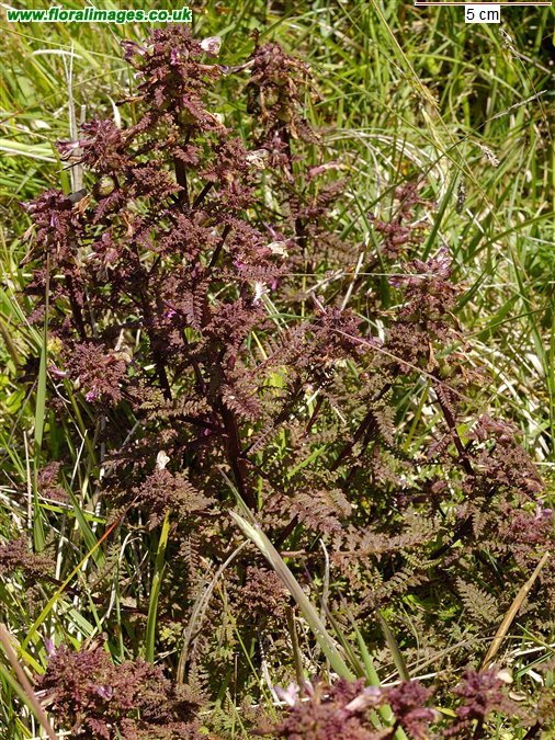 Pedicularis palustris