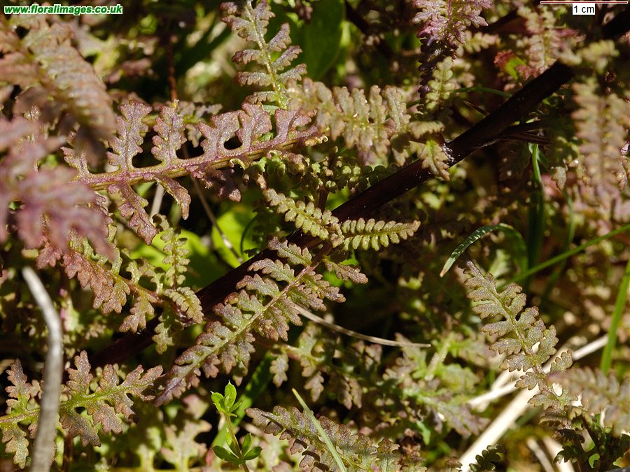 Pedicularis palustris