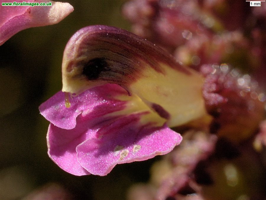 Pedicularis palustris