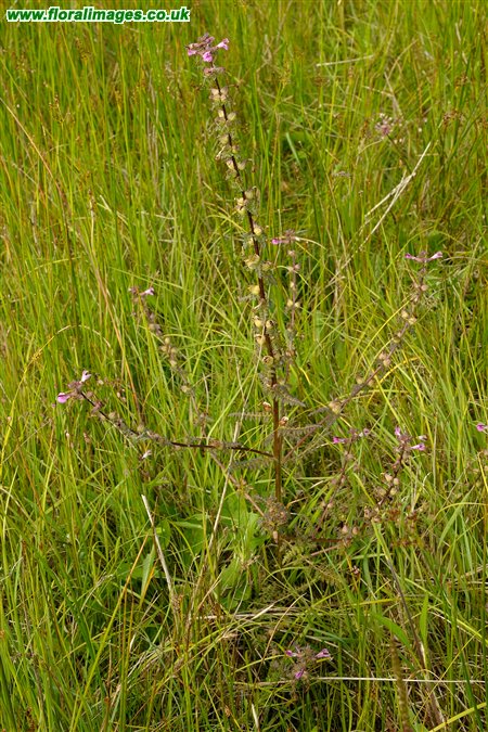 Pedicularis palustris