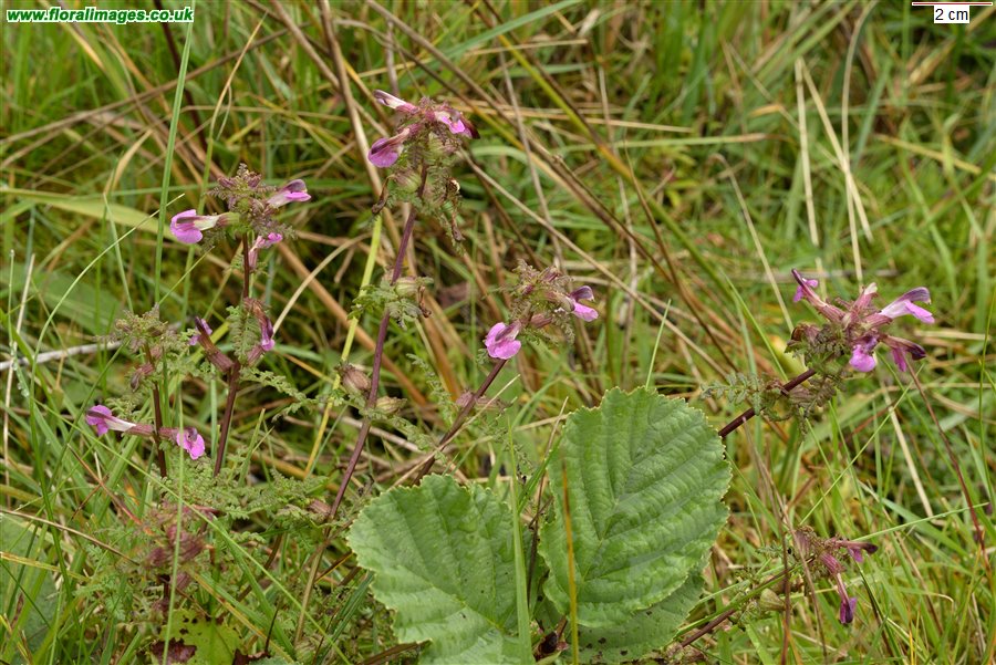 Pedicularis palustris