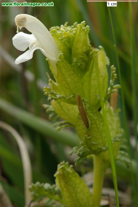 Pedicularis sylvatica