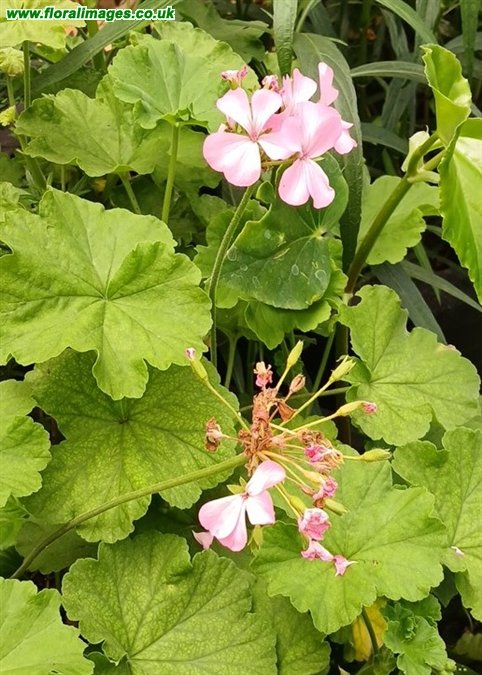 Pelargonium zonale