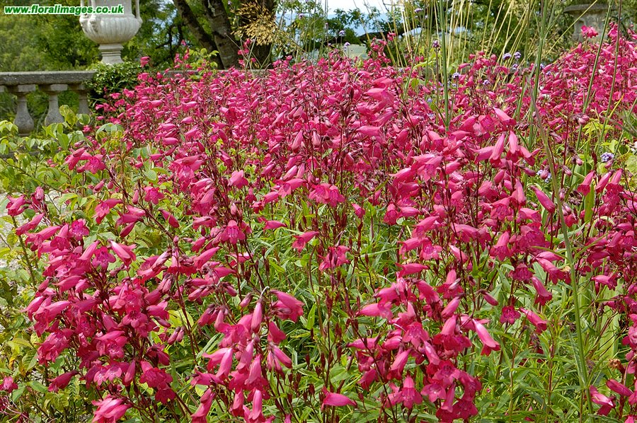 Penstemon sp.