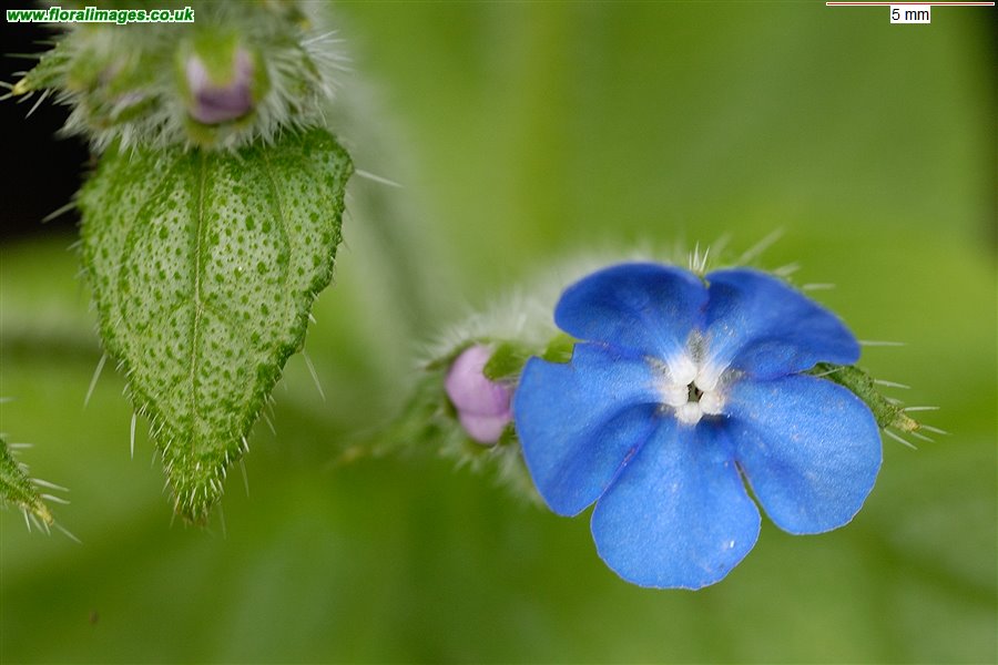 Pentaglottis sempervirens