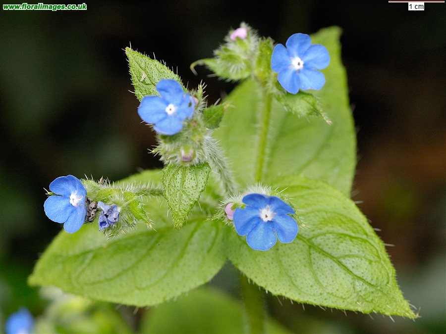 Pentaglottis sempervirens