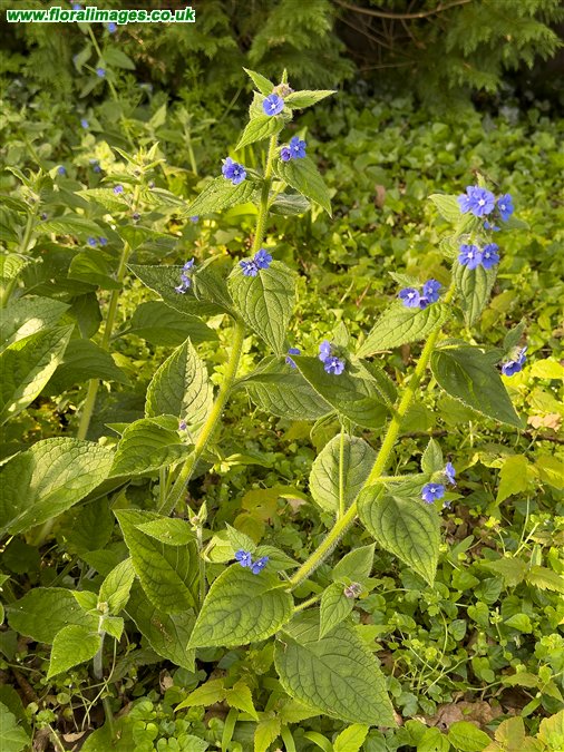Pentaglottis sempervirens