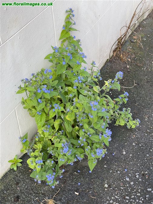 Pentaglottis sempervirens