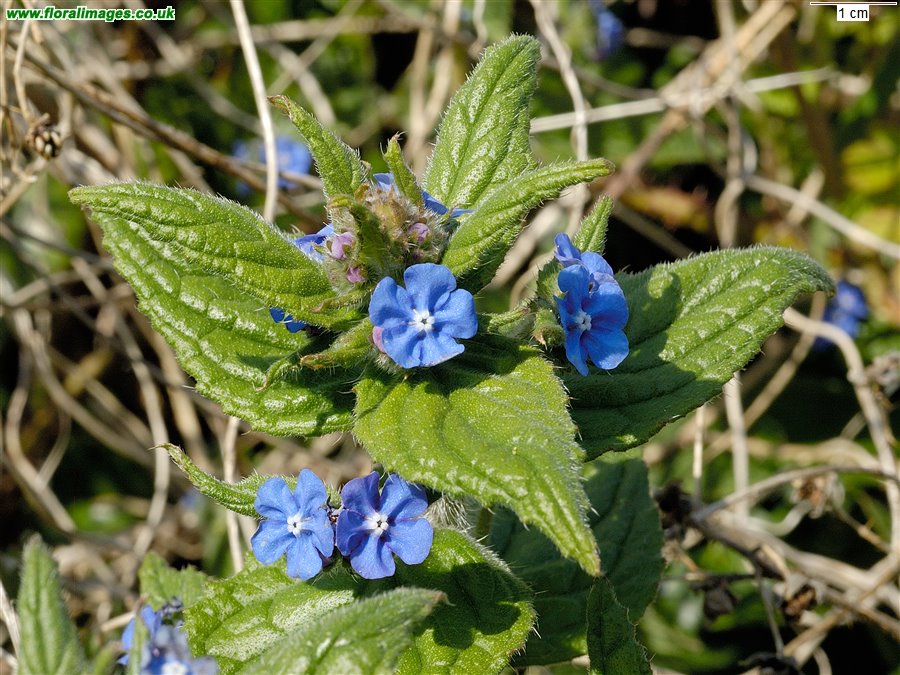 Pentaglottis sempervirens