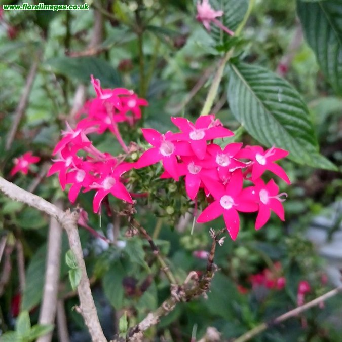 Pentas lanceolata