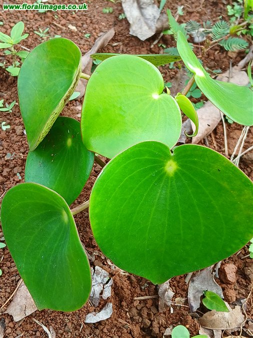 Peperomia polybotrya