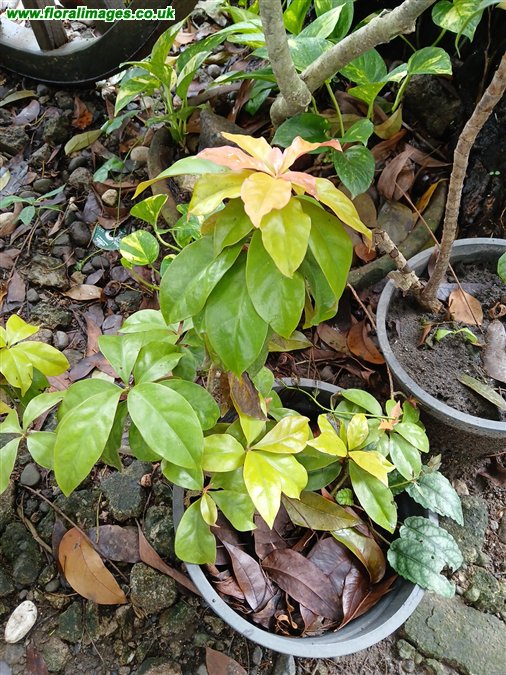 Pereskia aculeata