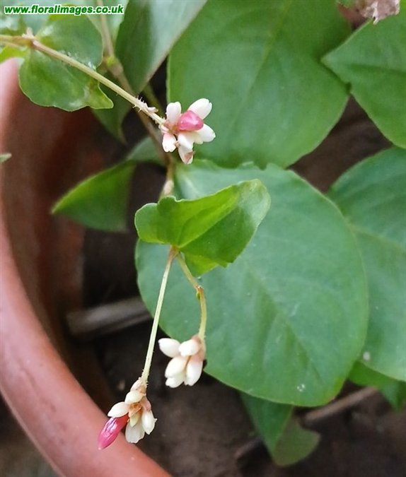 Persicaria chinensis