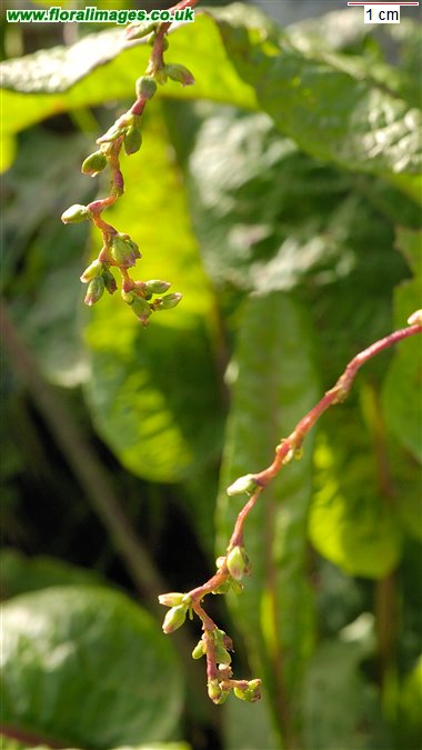 Persicaria hydropiper