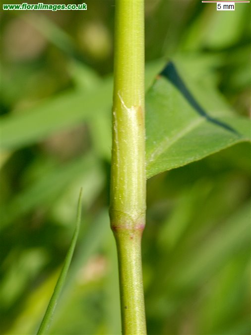 Persicaria maculosa