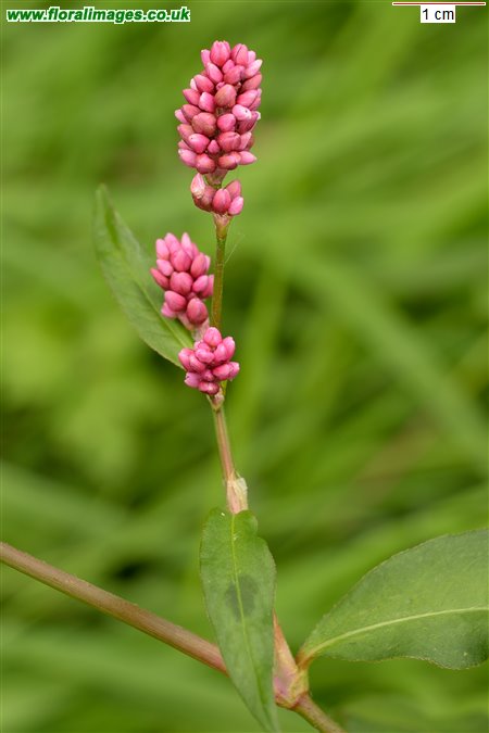 Persicaria maculosa