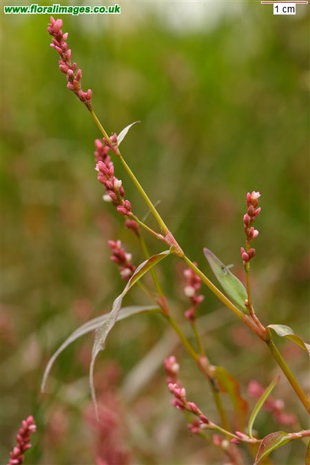 Persicaria minor