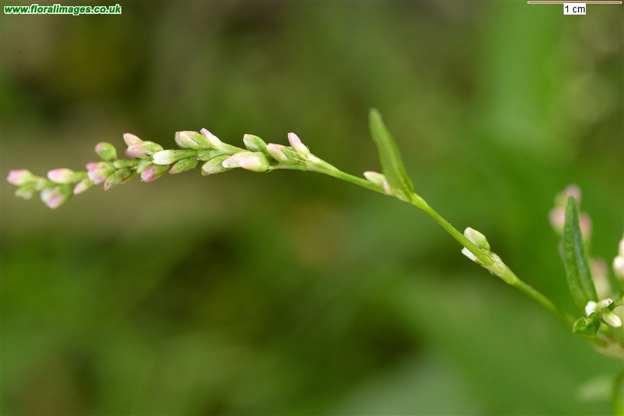 Persicaria mitis