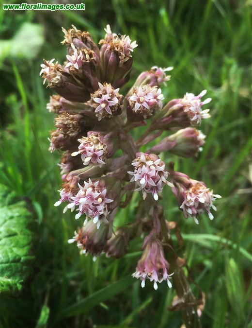 Petasites hybridus
