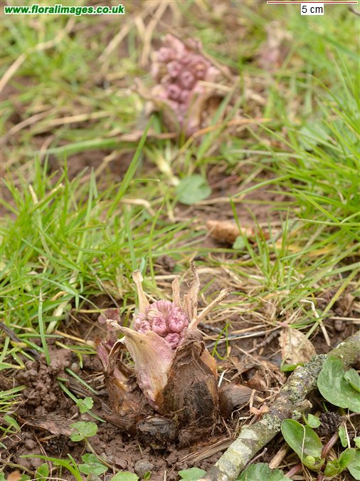 Petasites hybridus