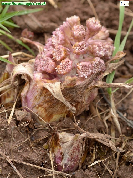 Petasites hybridus