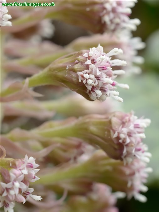Petasites hybridus