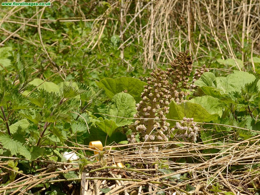 Petasites hybridus