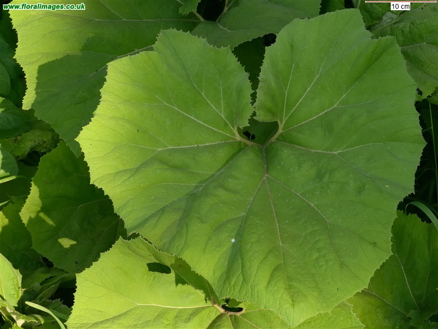 Petasites hybridus