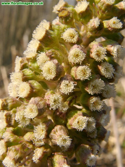 Petasites hybridus