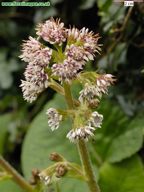 Petasites pyrenaicus