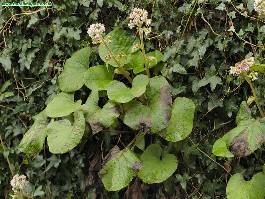 Petasites pyrenaicus