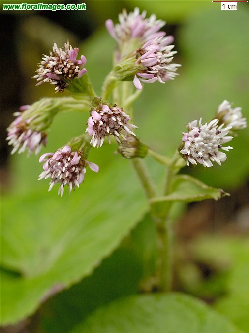 Petasites pyrenaicus