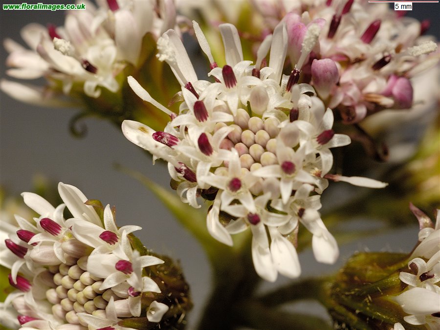 Petasites pyrenaicus