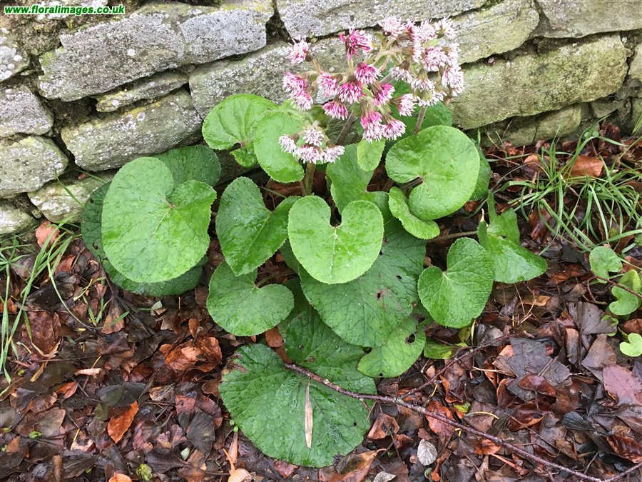 Petasites pyrenaicus