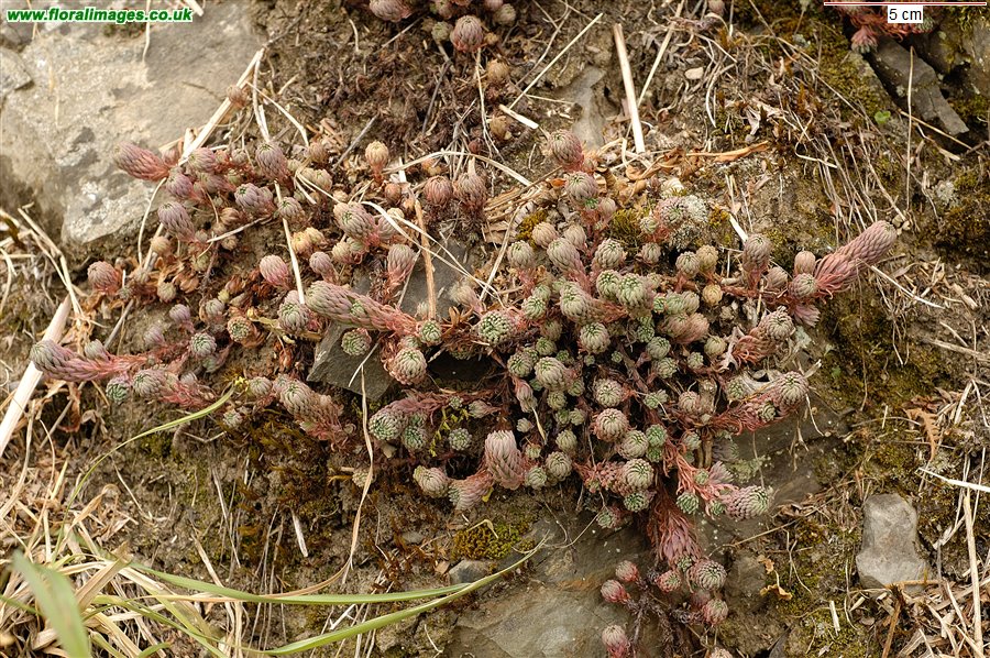 Petrosedum forsterianum