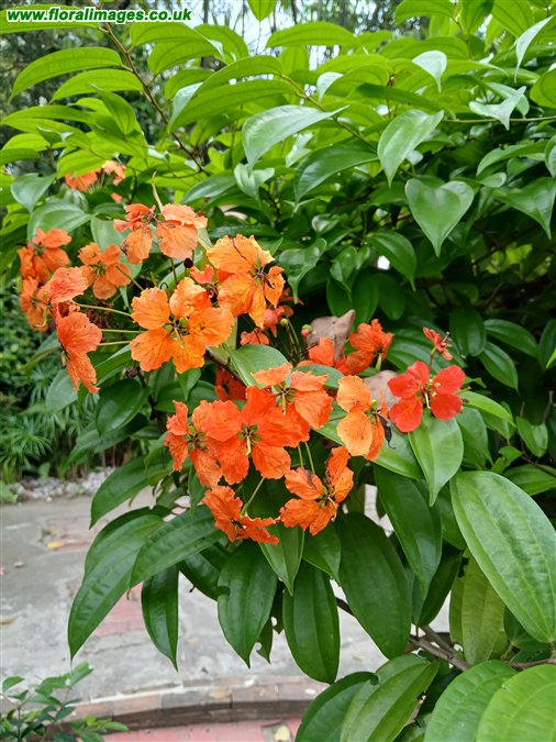 Phanera kockiana