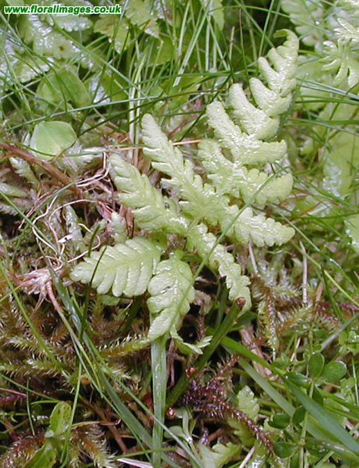 Phegopteris connectilis