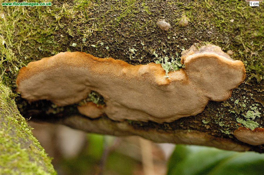 Phellinus ferreus