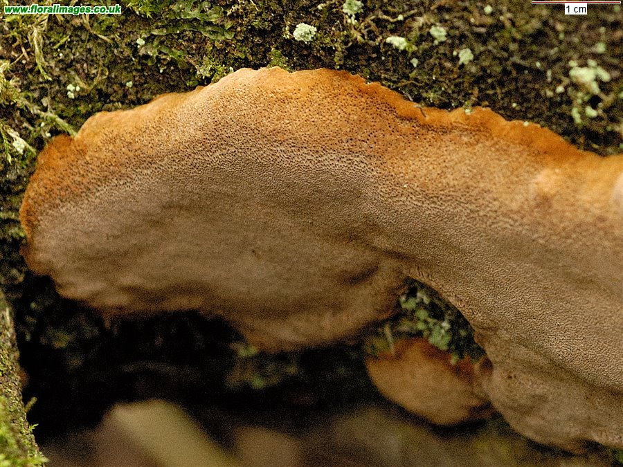 Phellinus ferreus