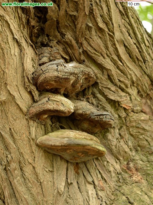 Phellinus igniarius