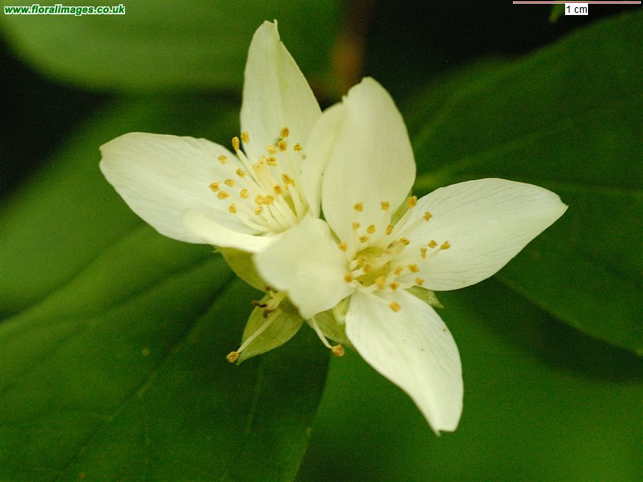 Philadelphus coronarius