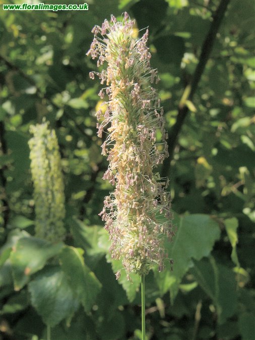 Phleum pratense