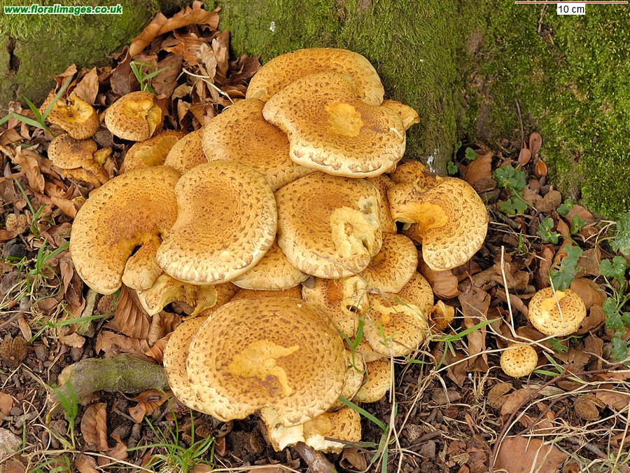 Pholiota squarrosa